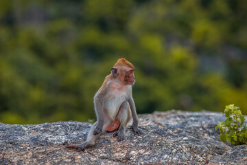 The background of monkeys, monkeys, food lovers, blurred backgrounds, which come from the swiftness of wildlife, often seen in mountains, zoos, or tourist attractions.