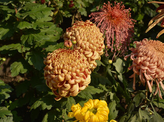 two big chrysanthemum flower blossoms in the garden in autumn day