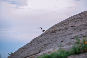 The background of monkeys, monkeys, food lovers, blurred backgrounds, which come from the swiftness of wildlife, often seen in mountains, zoos, or tourist attractions.