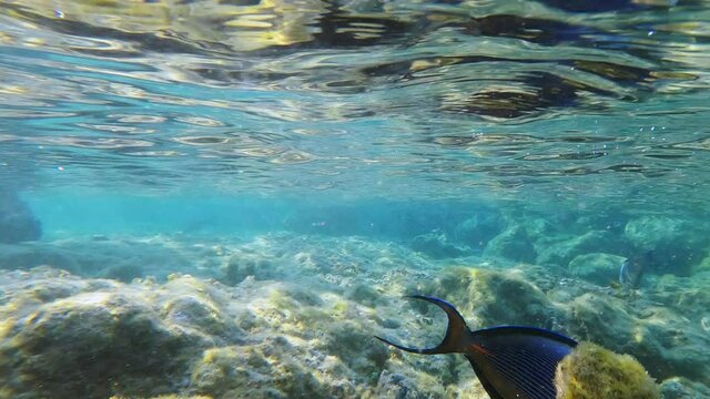 Close-up view of beautiful bright surgeonfish swimming underwater. Amazing undersea view of blue surgeonfish swimming in clear calm transparent water of Red Sea