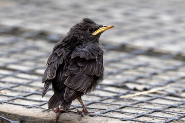 European Blackbird in New Zealand