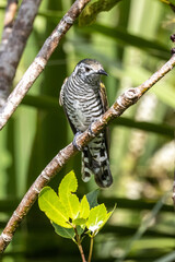 Bronze Shining Cuckoo in New Zealand
