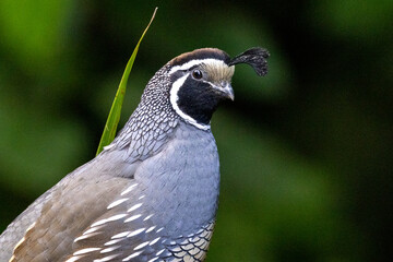 California Quail in New Zealand