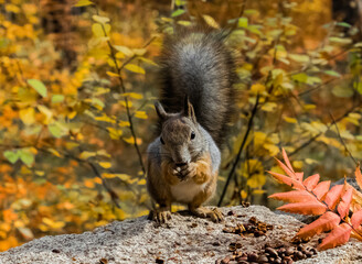 squirrel eating nut