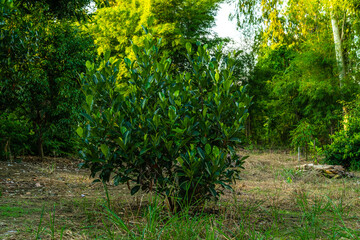 the Jackfruit Tree is Asian summer fruits on the cement pond in a garden background harvest thailand.