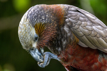 North Island Kaka Endemic Parrot of New Zealand