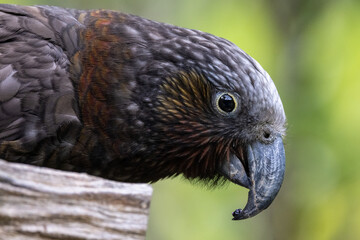 North Island Kaka Endemic Parrot of New Zealand