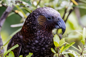 North Island Kaka Endemic Parrot of New Zealand
