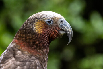 Obraz premium North Island Kaka Endemic Parrot of New Zealand