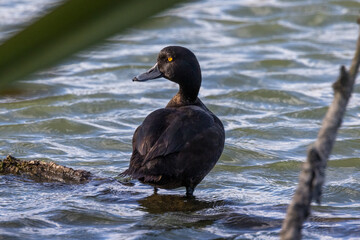 Scaup Duck Endemic to New Zealand