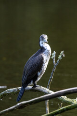 Pied Shag / Cormorant in New Zealand