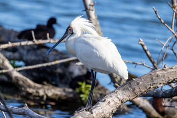 Royal Spoonbill in New Zealand