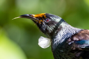 Tui Endemic Honeyeater of New Zealand