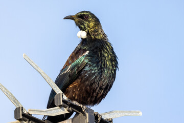 Tui Endemic Honeyeater of New Zealand
