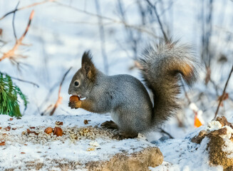 Fototapeta premium squirrel on the tree