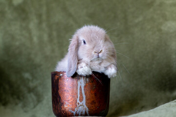 Portrait of a lop-eared bunny