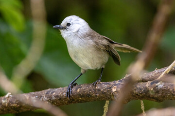 Whitehead Endemic to New Zealand