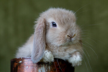 Close up picture of a baby bunny