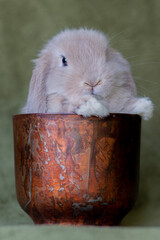 Close up of a lop bunny face