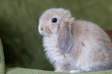 Side view of a lop bunny