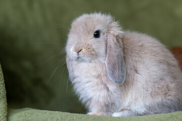 Lop rabbit portrait