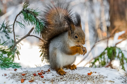 squirrel on a tree © Nikolaj