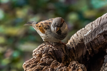 close up of a bird