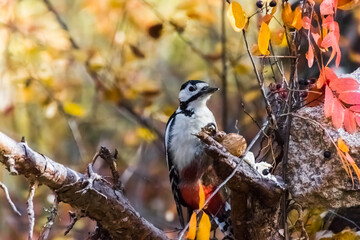 bird on a branch