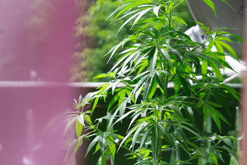Cannabis marihuana plant on balcony. Illegal plant. 
