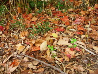 秋の庭の片隅に降り積もった枯れ葉