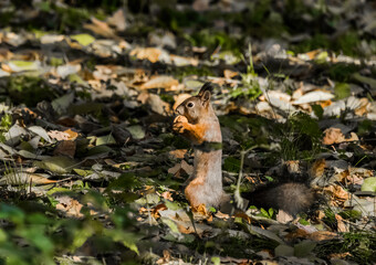squirrel in the park