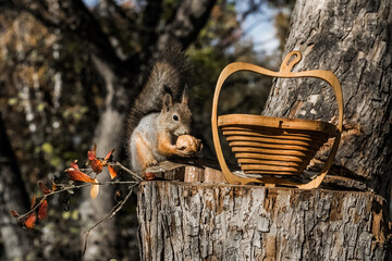 basket with mushrooms