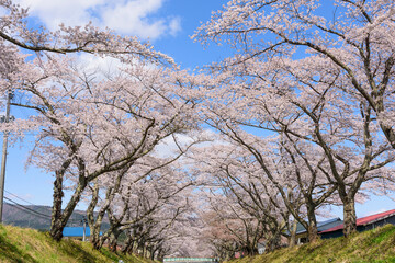 桜　宮城の小さな温泉　川渡温泉にて
