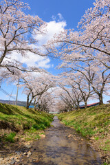 桜　宮城の小さな温泉　川渡温泉にて
