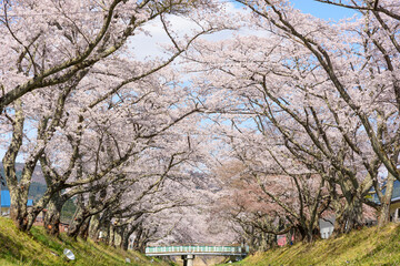 桜　宮城の小さな温泉　川渡温泉にて
