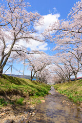 Obraz premium 桜 宮城の小さな温泉 川渡温泉にて 