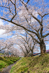 桜　宮城の小さな温泉　川渡温泉にて
