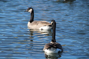 goose swimming, William Hawrelak Park, Edmonton, Alberta
