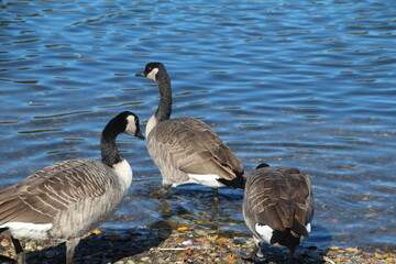 country goose