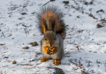 squirrel in snow