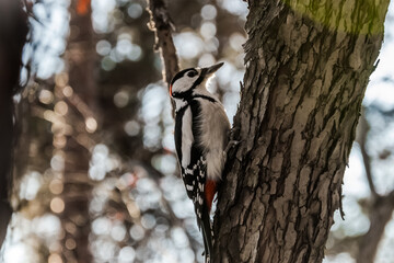 woodpecker on a tree