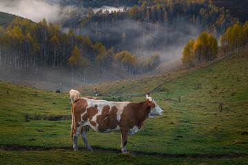 Cows grazing on a foggy hill