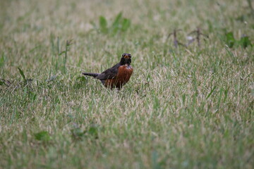 Robin walking in the grass