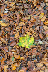 an autumn leaf