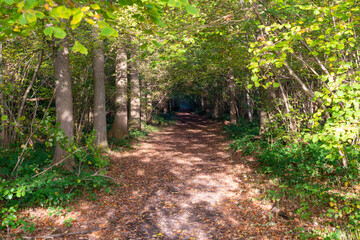 Autumn in the forest