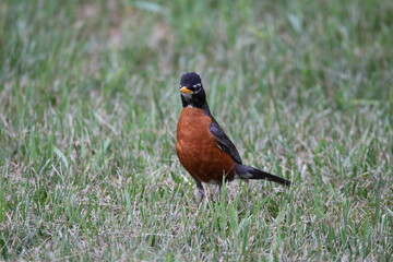 robin on the grass