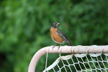 Robin on a net