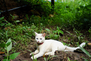 white cat in the garden