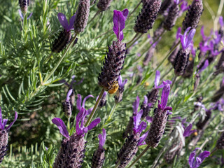 Spanish Lavender with Bee Closeup © Arhiliel