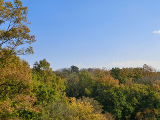 秋の黄葉した樹木がある雑木林と青い空